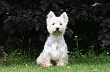 WESTIE 475